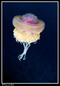 Jellyfish. by Dray Van Beeck 